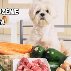 Domowe jedzenie dla psa: Przepisy, zasady i czego unikać?