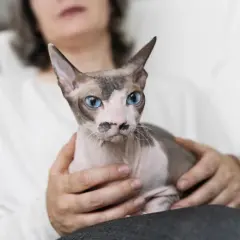 Kot rasy Devon Rex z niebieskimi oczami, trzymany na rękach. Szukasz kotów na OLX?