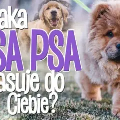 Test na rasę psa: Jaki pies pasuje do Ciebie? Uniknij błędów!