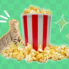 Czy kot może jeść popcorn? Weterynarz ostrzega!