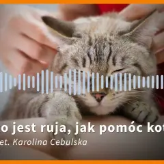 Ruja u kotki: Krwawienie to alarm! Sprawdź, co robić
