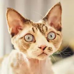 Devon Rex bez rodowodu? Poznaj ryzyko i ukryte koszty!