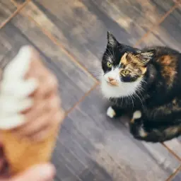 Trójkolorowy kotek z zaciekawieniem patrzy na lody w wafelku. Czy koty mogą jeść lody? To pytanie nurtuje wielu właścicieli.