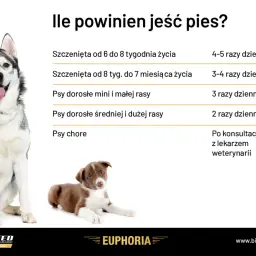 Tabela: ile mokrej karmy dla psa. Podział na wiek i rasę: szczenięta 4-5 razy dziennie, dorosłe 2-3 razy dziennie. Chore psy po konsultacji z weterynarzem.