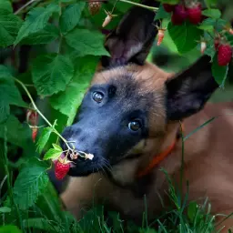 Szczeniak belgijskiego owczarka malinois próbuje maliny prosto z krzaka, zastanawiając się, czy pies może jeść maliny.