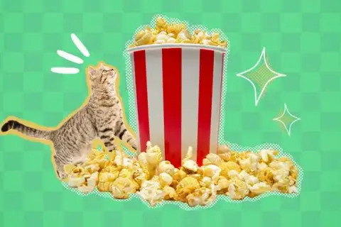 Czy kot może jeść popcorn? Weterynarz ostrzega!