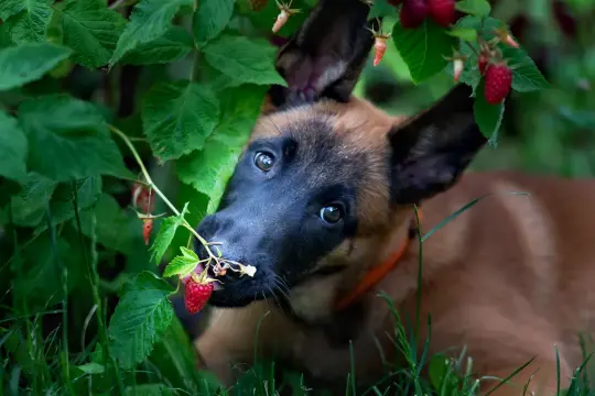Szczeniak belgijskiego owczarka malinois próbuje maliny prosto z krzaka, zastanawiając się, czy pies może jeść maliny.
