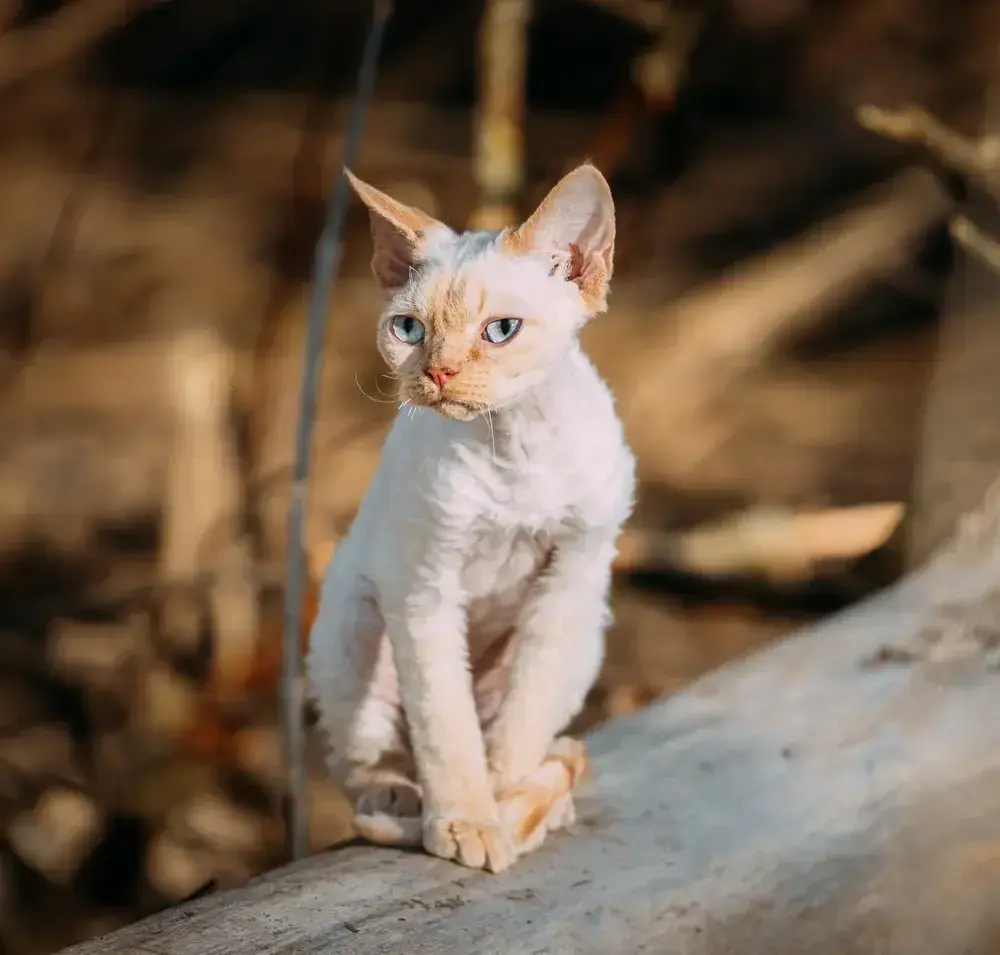 Ile kosztuje Devon Rex? Pełny koszt zakupu i utrzymania
