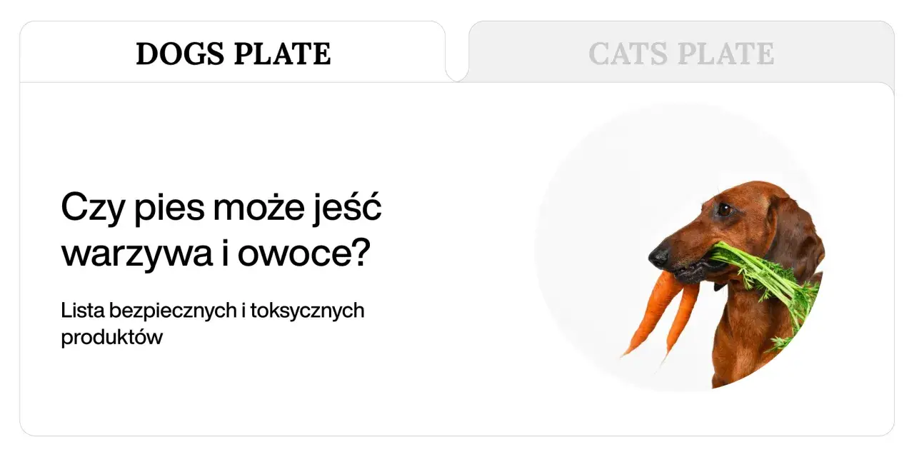 Jamnik z marchewką w pysku. Dowiedz się, jakie warzywa dla psa są bezpieczne, a jakie lepiej omijać.