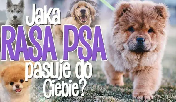 Test na rasę psa: Jaki pies pasuje do Ciebie? Uniknij błędów!